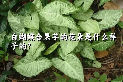 白蝴蝶合果芋的花朵是什么样子的？