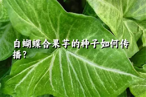 白蝴蝶合果芋的种子如何传播？