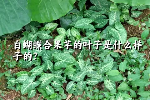 白蝴蝶合果芋的叶子是什么样子的？
