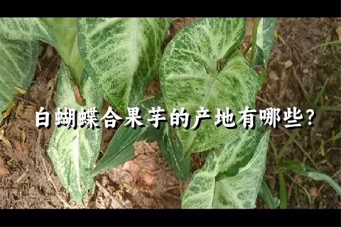 白蝴蝶合果芋的产地有哪些？