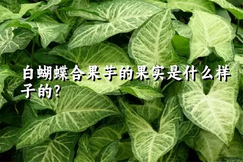 白蝴蝶合果芋的果实是什么样子的？
