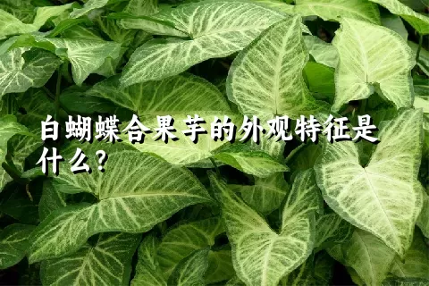 白蝴蝶合果芋的外观特征是什么？