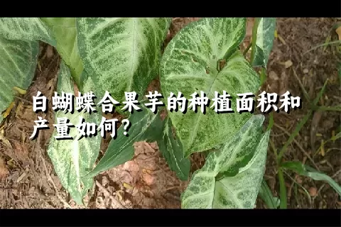 白蝴蝶合果芋的种植面积和产量如何？