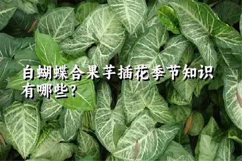 白蝴蝶合果芋插花季节知识有哪些？