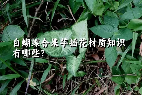 白蝴蝶合果芋插花材质知识有哪些？