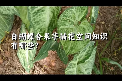白蝴蝶合果芋插花空间知识有哪些？