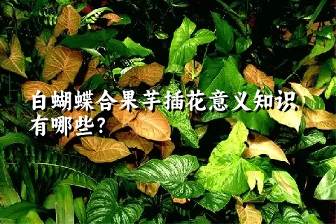 白蝴蝶合果芋插花意义知识有哪些？