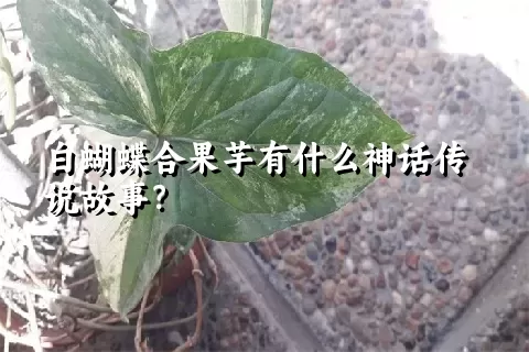 白蝴蝶合果芋有什么神话传说故事？