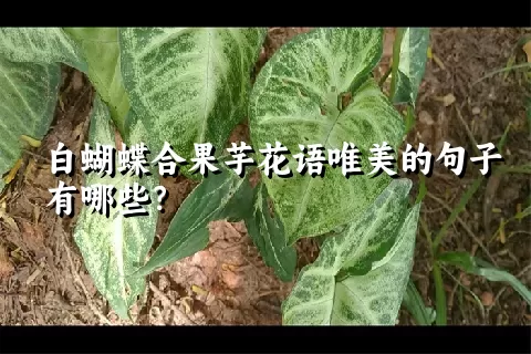 白蝴蝶合果芋花语唯美的句子有哪些？