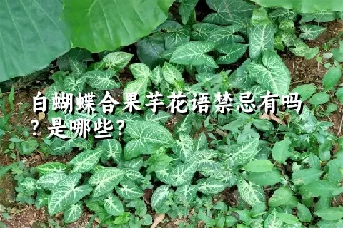 白蝴蝶合果芋花语禁忌有吗？是哪些？