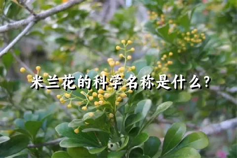 米兰花的科学名称是什么？