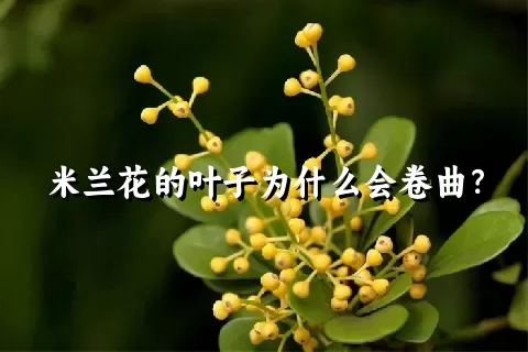 米兰花的叶子为什么会卷曲？