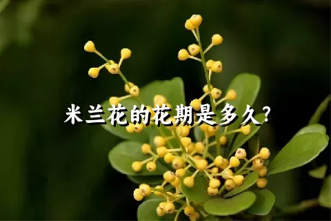 米兰花的花期是多久？