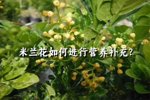 米兰花如何进行营养补充？