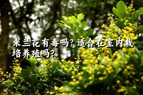 米兰花有毒吗？适合在室内栽培养殖吗？