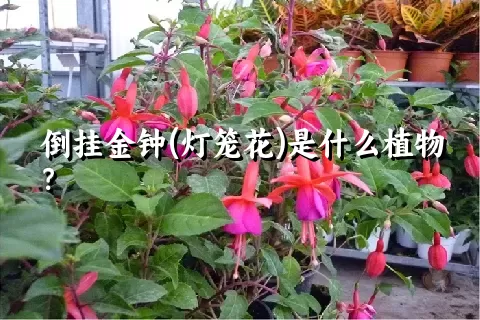 倒挂金钟(灯笼花)是什么植物？