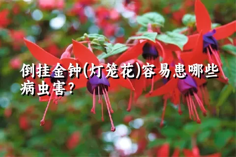 倒挂金钟(灯笼花)容易患哪些病虫害？