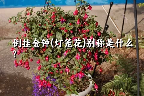 倒挂金钟(灯笼花)别称是什么？