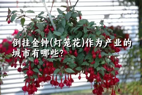 倒挂金钟(灯笼花)作为产业的城市有哪些？