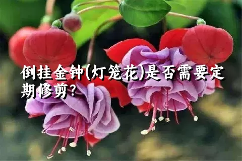 倒挂金钟(灯笼花)是否需要定期修剪？