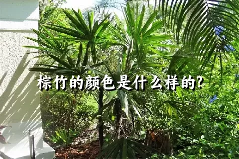 棕竹的颜色是什么样的?