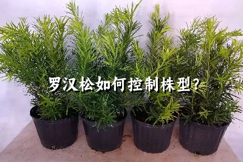 罗汉松如何控制株型？