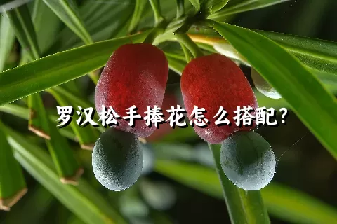 罗汉松手捧花怎么搭配？