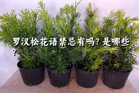 罗汉松花语禁忌有吗？是哪些？
