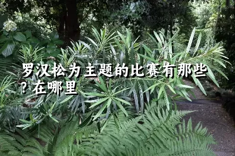 罗汉松为主题的比赛有那些？在哪里
