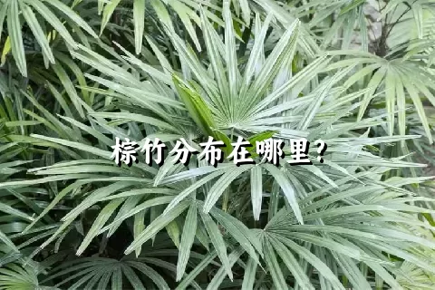 棕竹分布在哪里?