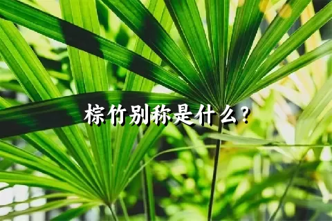 棕竹别称是什么？