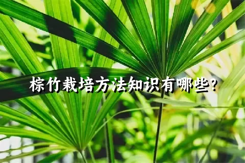 棕竹栽培方法知识有哪些？