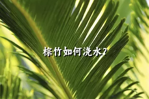 棕竹如何浇水？