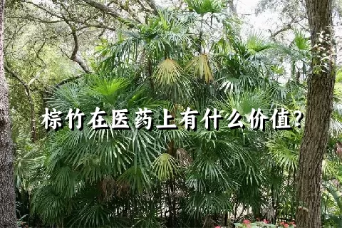 棕竹在医药上有什么价值？