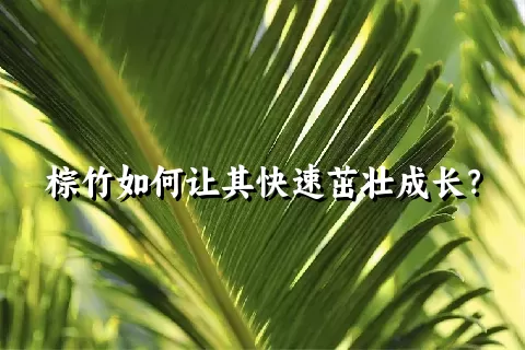 棕竹如何让其快速茁壮成长？