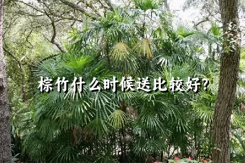 棕竹什么时候送比较好？