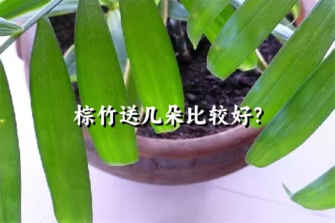 棕竹送几朵比较好？