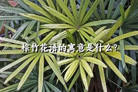 棕竹花语的寓意是什么？