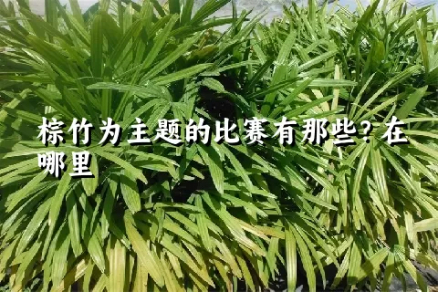 棕竹为主题的比赛有那些？在哪里