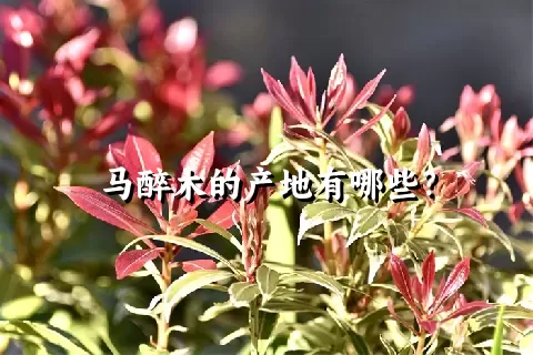 马醉木的产地有哪些？