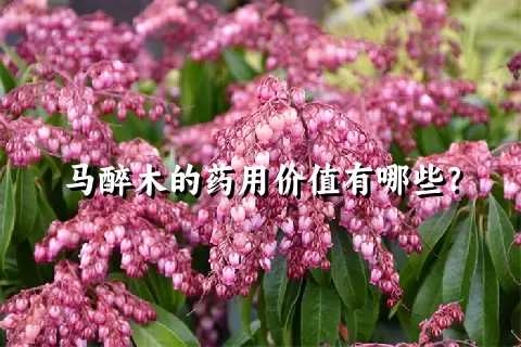 马醉木的药用价值有哪些？