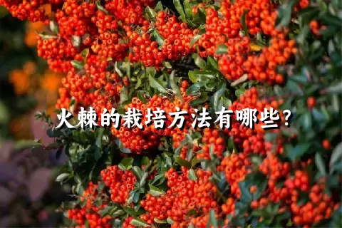 火棘的栽培方法有哪些？