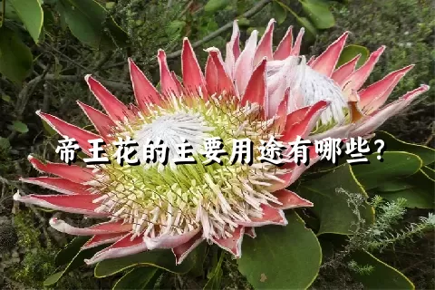 帝王花的主要用途有哪些？