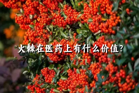 火棘在医药上有什么价值？