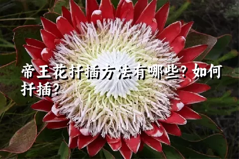 帝王花扦插方法有哪些？如何扦插？