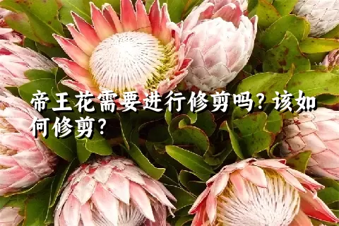 帝王花需要进行修剪吗？该如何修剪？