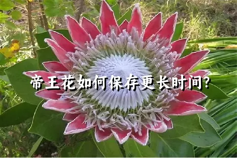 帝王花如何保存更长时间？
