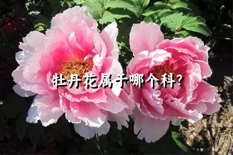 牡丹花属于哪个科？