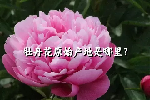牡丹花原始产地是哪里？