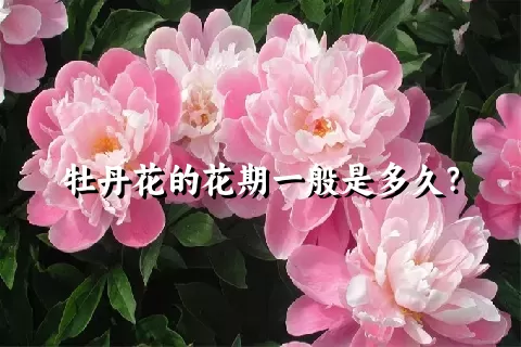 牡丹花的花期一般是多久？